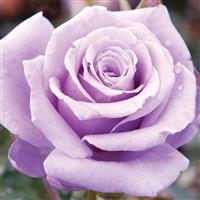 Hybrid Tea Rose Sterling Silver