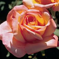 Hybrid Tea Rose Tahitian Sunset™