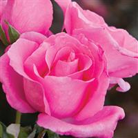 Hybrid Tea Rose The McCartney Rose™
