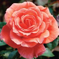 Hybrid Tea Rose Tropicana