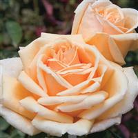 Hybrid Tea Rose Valencia