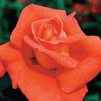 Hybrid Tea Rose Voodoo