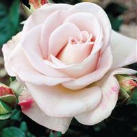 Hybrid Tea Rose World War II Memorial Rose
