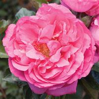 Hybrid Tea Rose Yves Piaget<sup>®</sup>