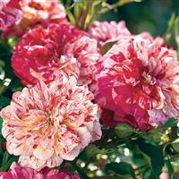 Grandiflora Rose All American Magic™