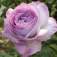 Grandiflora Rose Nicole Carol Miller