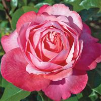 Grandiflora Rose Pink Flamingo™