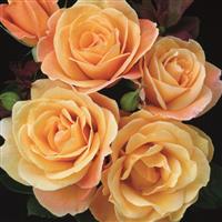Grandiflora Rose Strike It Rich™