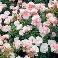 Shrub Rose Bonica<sup>®</sup>