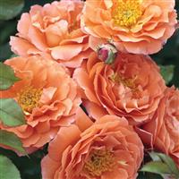 Floribunda Rose Adobe Sunrise™