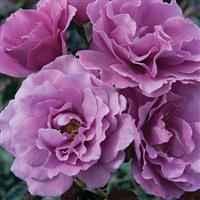 Floribunda Rose Angel Face