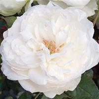Floribunda Rose Bolero™
