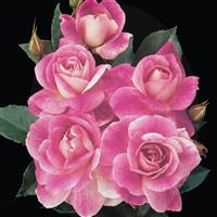 Floribunda Rose Brilliant Pink Iceberg