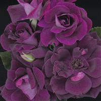 Floribunda Rose Burgundy Iceberg