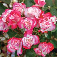Floribunda Rose Candy Cane Cocktail™