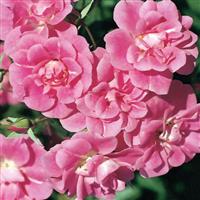 Floribunda Rose China Doll