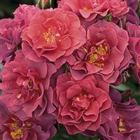 Floribunda Rose Cinco De Mayo™