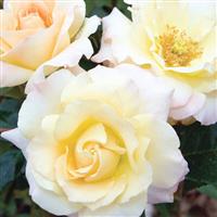 Floribunda Rose Easter Basket™