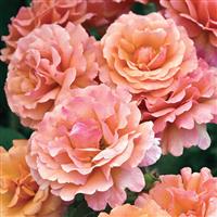 Floribunda Rose Easy Does It™