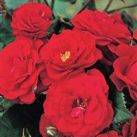 Floribunda Rose Europeana