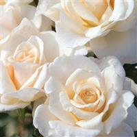 Floribunda Rose French Lace