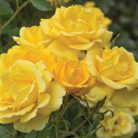 Floribunda Rose Gilded Sun™