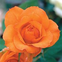 Floribunda Rose Ginger Snap