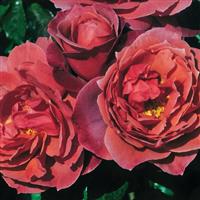 Floribunda Rose Hot Cocoa™