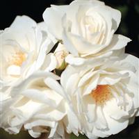 Floribunda Rose Iceberg