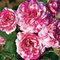 Floribunda Rose Julio Iglesias™
