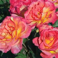 Floribunda Rose Mardi Gras™