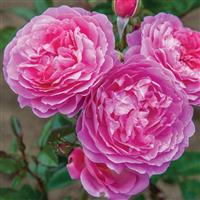 Floribunda Rose Orchid Romance™