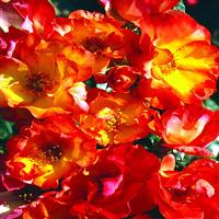 Floribunda Rose Playboy