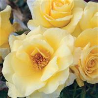Floribunda Rose Sun Flare