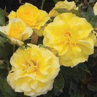 Floribunda Rose Sunsprite