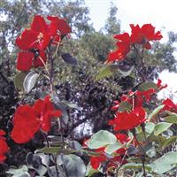 Climbing Rose Altissimo