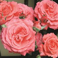 Climbing Rose America™