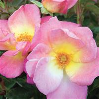 Climbing Rose Brite Eyes™