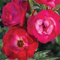 Climbing Rose Cancan™