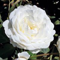 Climbing Rose Cloud 10™