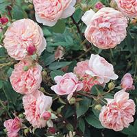 Climbing Rose Colette