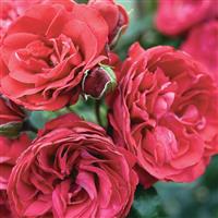 Climbing Rose Crimson Sky™