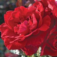 Climbing Rose Don Juan