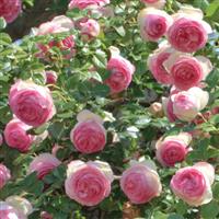 Climbing Rose Eden<sup>®</sup>