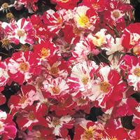 Climbing Rose Fourth Of July™