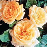 Climbing Rose Garden Sun™