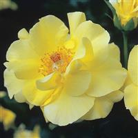 Climbing Rose Golden Showers