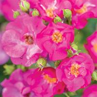 Climbing Rose Grape Jelly™