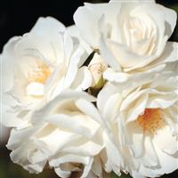 Climbing Rose Iceberg