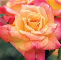 Climbing Rose Joseph's Coat